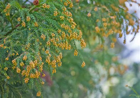 杉種類|スギ（杉）とは｜育て方がわかる植物図鑑｜みんなの 